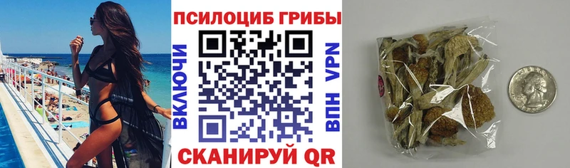 Псилоцибиновые грибы Cubensis  купить закладку  Старица 